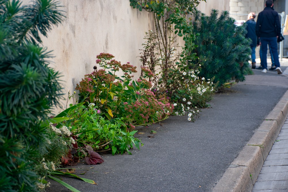 Au pied du mur : La végétalisation participative de nos villes et villages, 3 octobre 2022